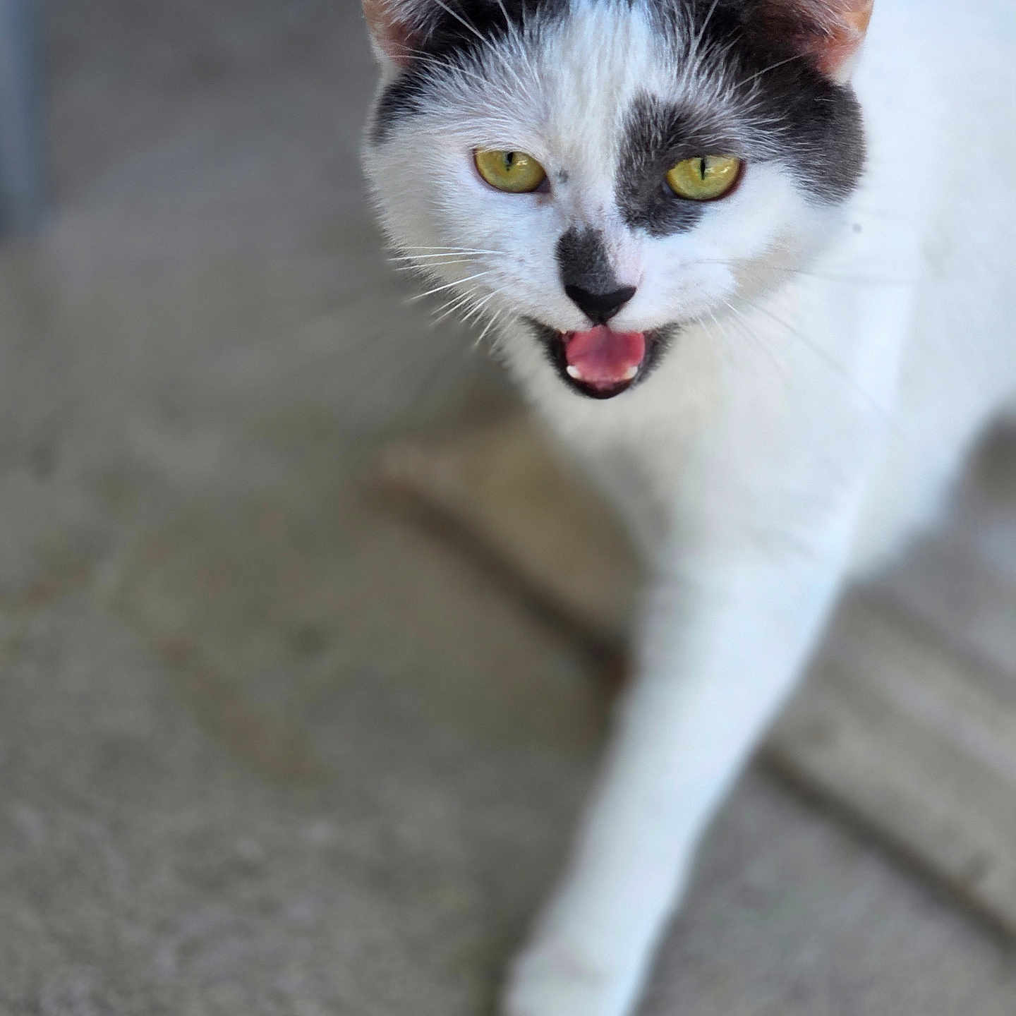 Rosie is registered to the contest to win money with this photo: animal, black, blurred_background, cat, close_up, concrete, curious, ears, feline, fur, mouth_open, nose, outdoor, paw, pet, sidewalk, walking, whiskers, white, yellow_eyes