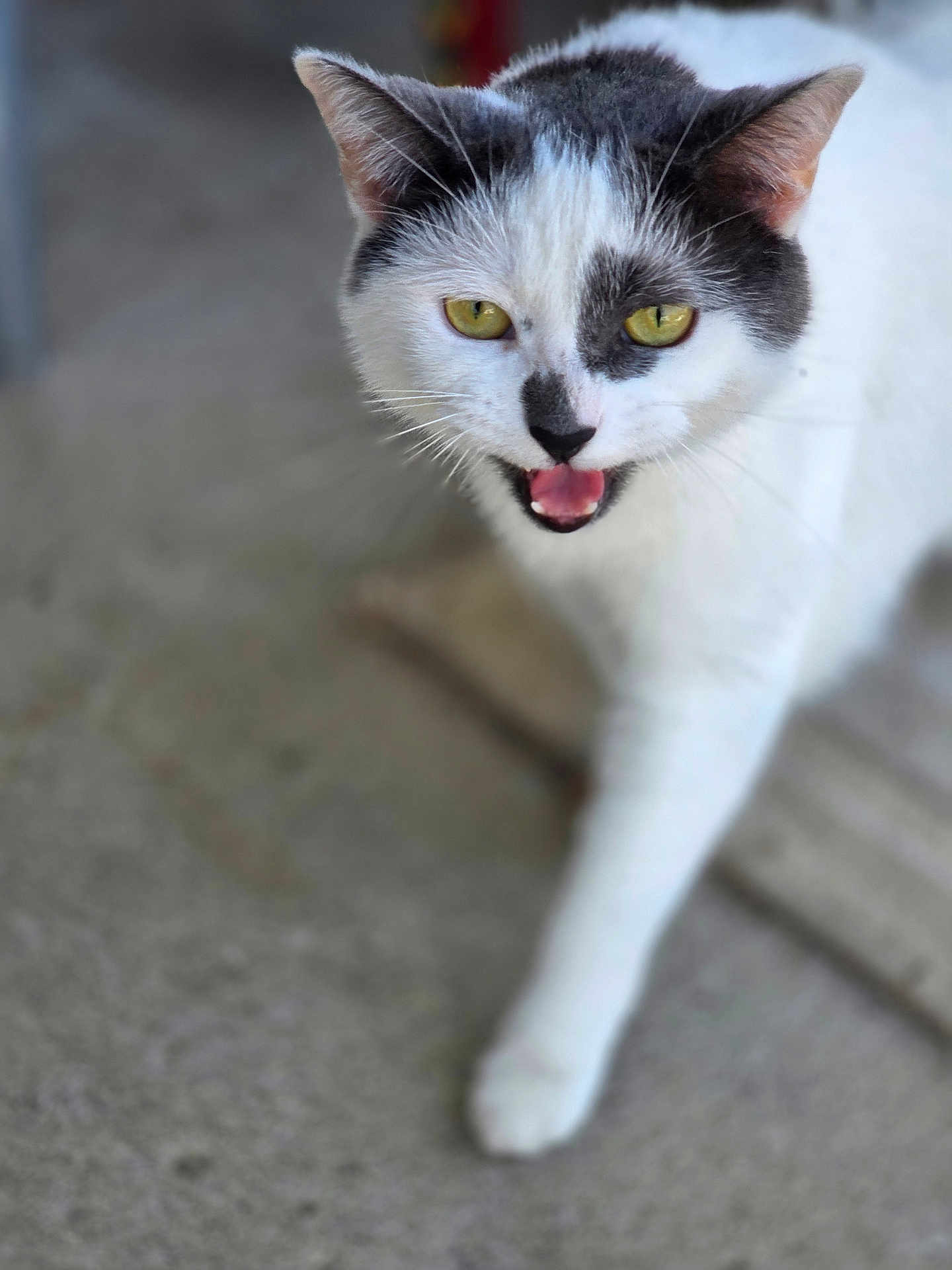 Rosie is registered to the contest to win money with this photo: cat, white, black, animal, pet, walking, close_up, outdoor, concrete, fur, yellow_eyes, mouth_open, whiskers, ears, nose, paw, blurred_background, sidewalk, curious, feline