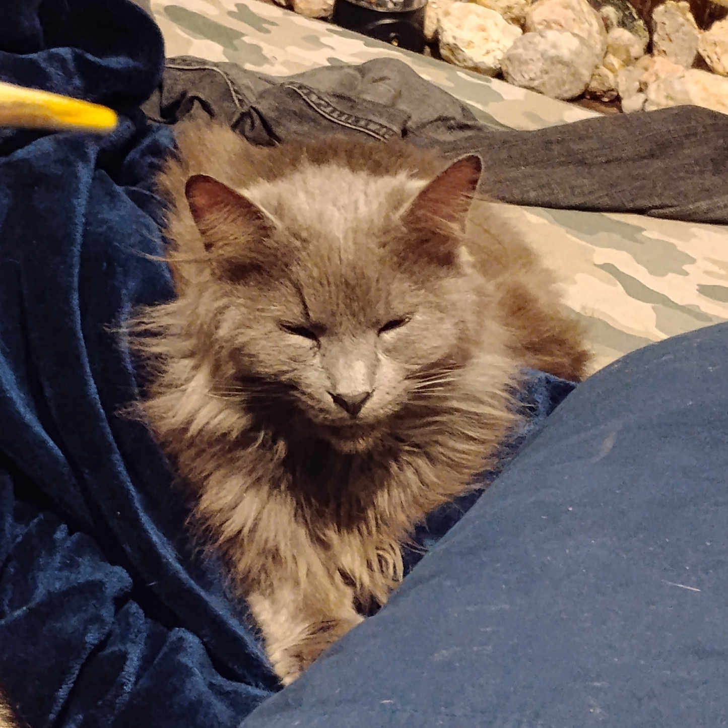 Mufasa is registered to the contest to win money with this photo: abyssinian, angora, animal, blanket, cat, couch, furniture, gravel, homedecor, kitten, linen, manx, person, pet, rubble, siamese, slate, sleeping, velvet, wood