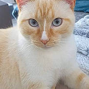 Mino a rejoint le concours — aidez-le/la à gagner de superbes lots ! cat, cream_colored, orange, blue_eyes, indoor, close_up, pet, feline, relaxed, fur, whiskers, animal, portrait, laying_down, cozy, household, soft_surface, cute, looking_at_camera, domestic