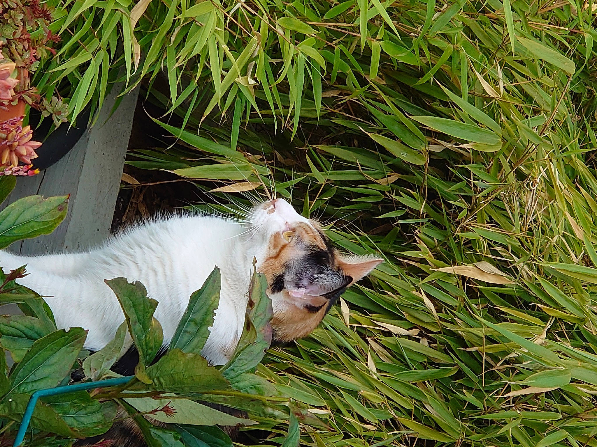 Trouble is registered to the contest to win money with this photo: beak, canidae, carnivore, cat, domestic_short_haired_cat, fawn, felidae, flowering_plant, fur, grass, groundcover, herb, plant, sedge_family, small_to_medium_sized_cats, tail, terrestrial_animal, terrestrial_plant, whiskers