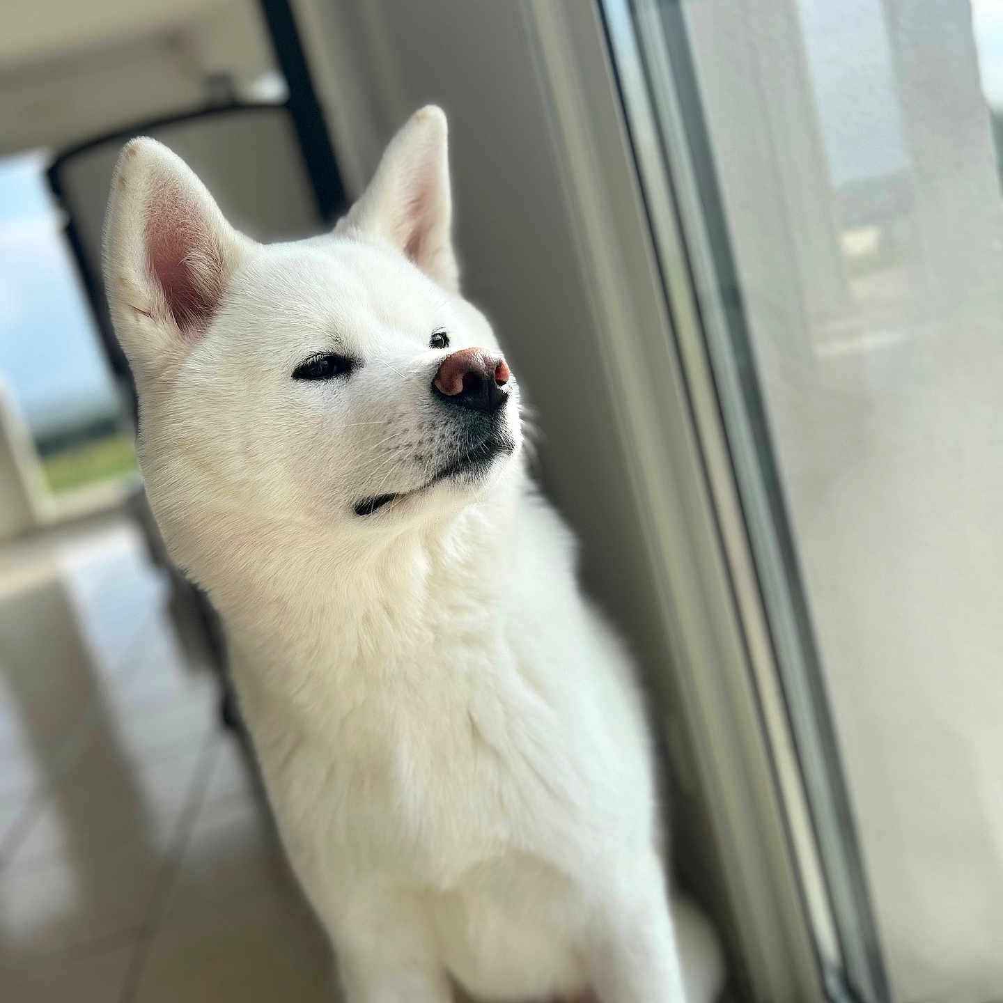 Aïko participe au concours pour gagner de l'argent avec cette photo : animal, architecture, building, canine, cat, dog, eskimodog, fox, husky, indoors, outdoors, person, pet, puppy, shelter, snout, white, whitedog, window, windowsill