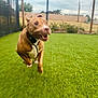 dog, running, grass, fence, outdoor, pet, playful, motion_blur, canine, yard, collar, active, energetic, animal, nature, daytime, leash, brown_dog, excited