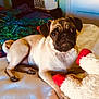 Holly is registered to the contest to win money with this photo: pug, dog, bed, blanket, toy, indoor, pet, cute, animal, fur, ears, face, paw, resting, cozy, looking, small_dog, curled_tail, living_room, colorful