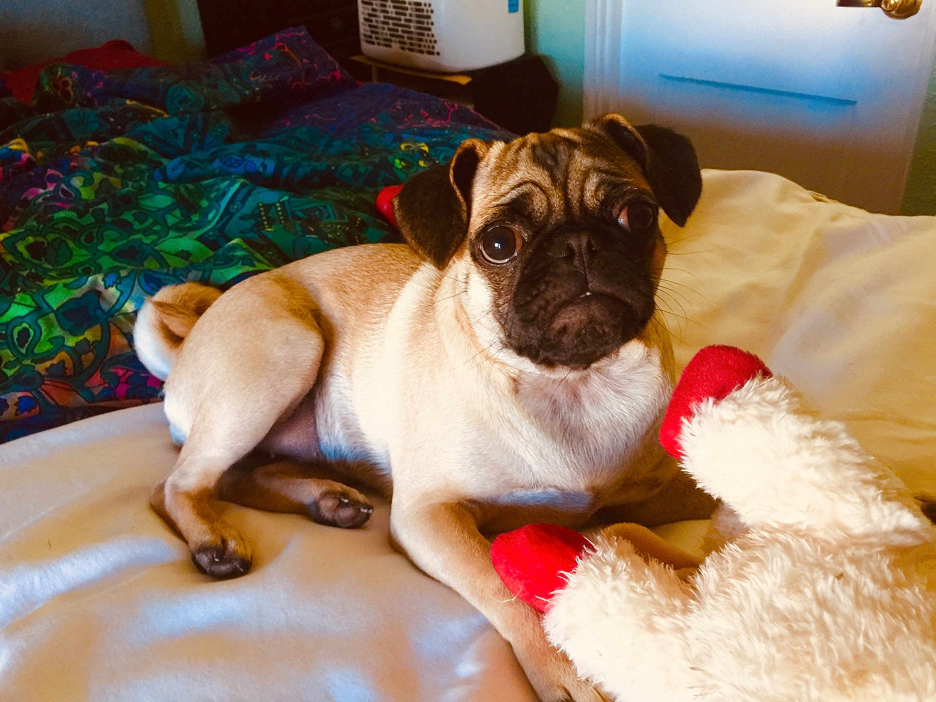 Holly is registered to the contest to win money with this photo: pug, dog, bed, blanket, toy, indoor, pet, cute, animal, fur, ears, face, paw, resting, cozy, looking, small_dog, curled_tail, living_room, colorful