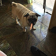 Holly joined the competition — help win amazing prizes! dog, pug, indoor, tile_floor, sausage, pet, animal, curious, light, shadow, shoe, brown, small_dog, companion, flooring, doorway, home, cute, standing, funny