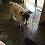 dog, pug, indoor, tile_floor, sausage, pet, animal, curious, light, shadow, shoe, brown, small_dog, companion, flooring, doorway, home, cute, standing, funny