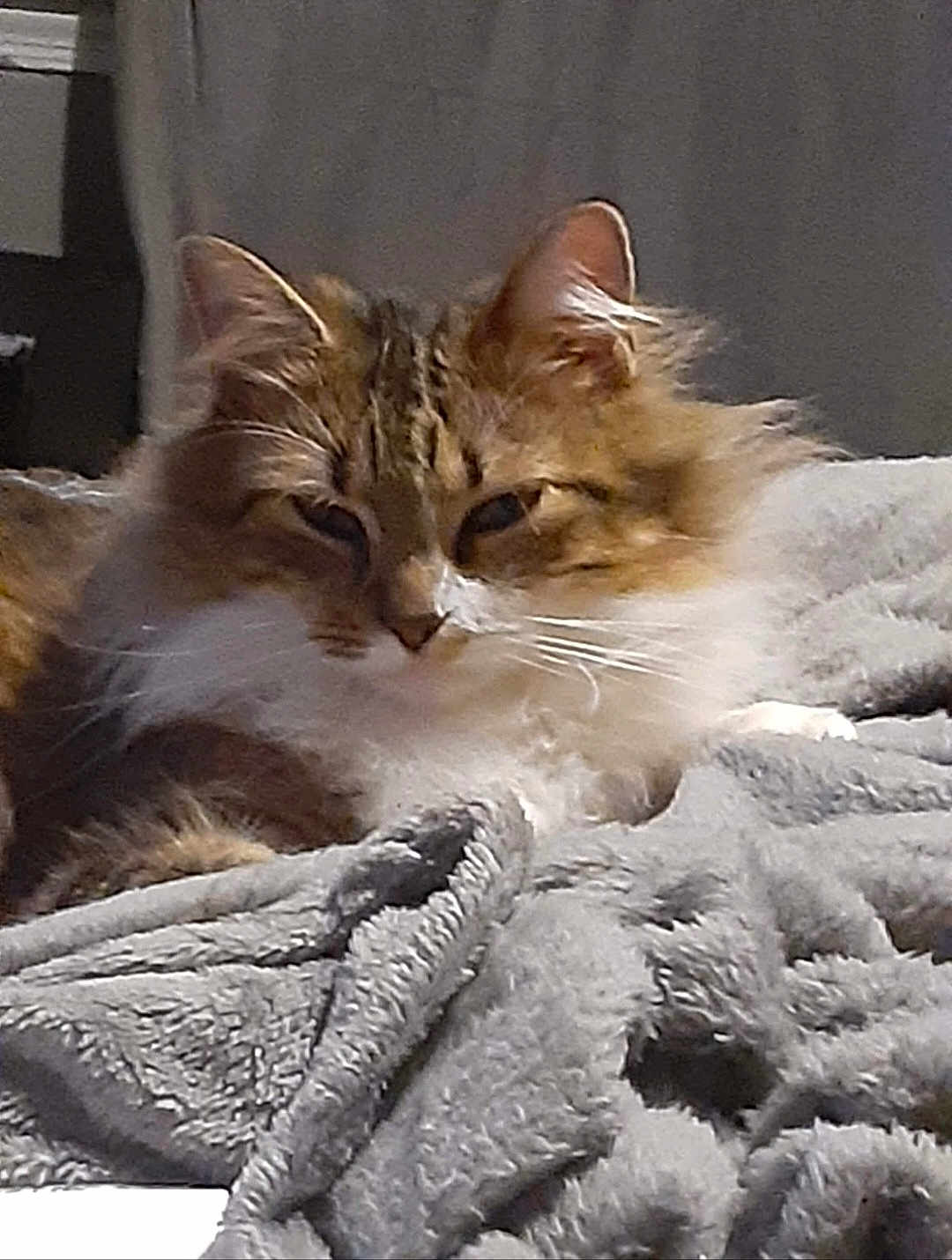 Gizmo is registered to the contest to win money with this photo: cat, feline, pet, long_hair, fluffy, blanket, bed, indoor, portrait, whiskers, ears, sleepy, tabby, fur, closeup, cozy, relaxed, domestic_animal, nose, paws