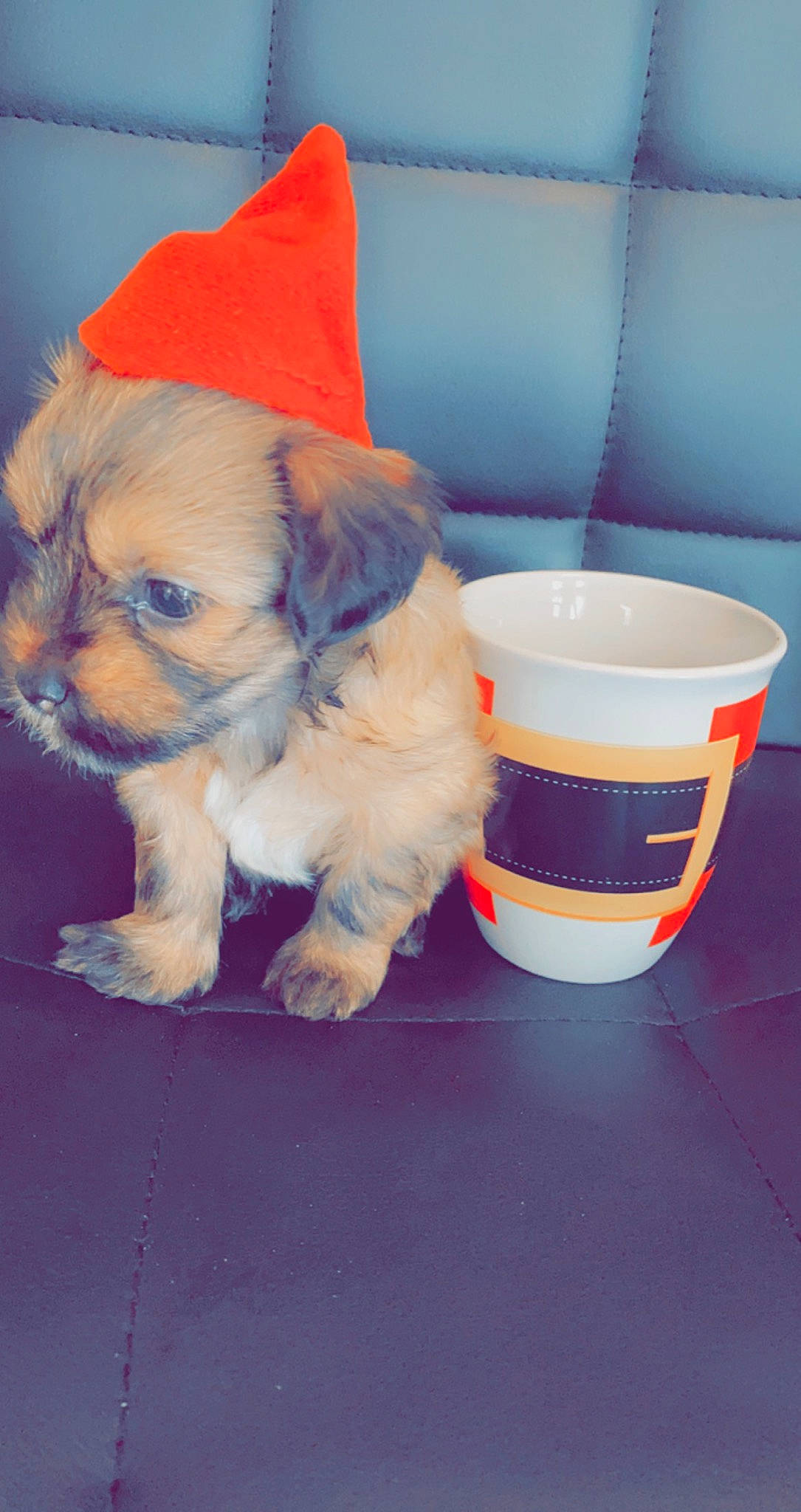 Mambo joined the competition — help win amazing prizes! canidae, carnivore, chinese_imperial_dog, companion_dog, cup, dog, dog_breed, drinkware, havanese, lhasa_apso, mammal, morkie, non_sporting_group, puppy, rare_breed_dog, shih_tzu, sporting_group, tableware, teacup, toy_dog