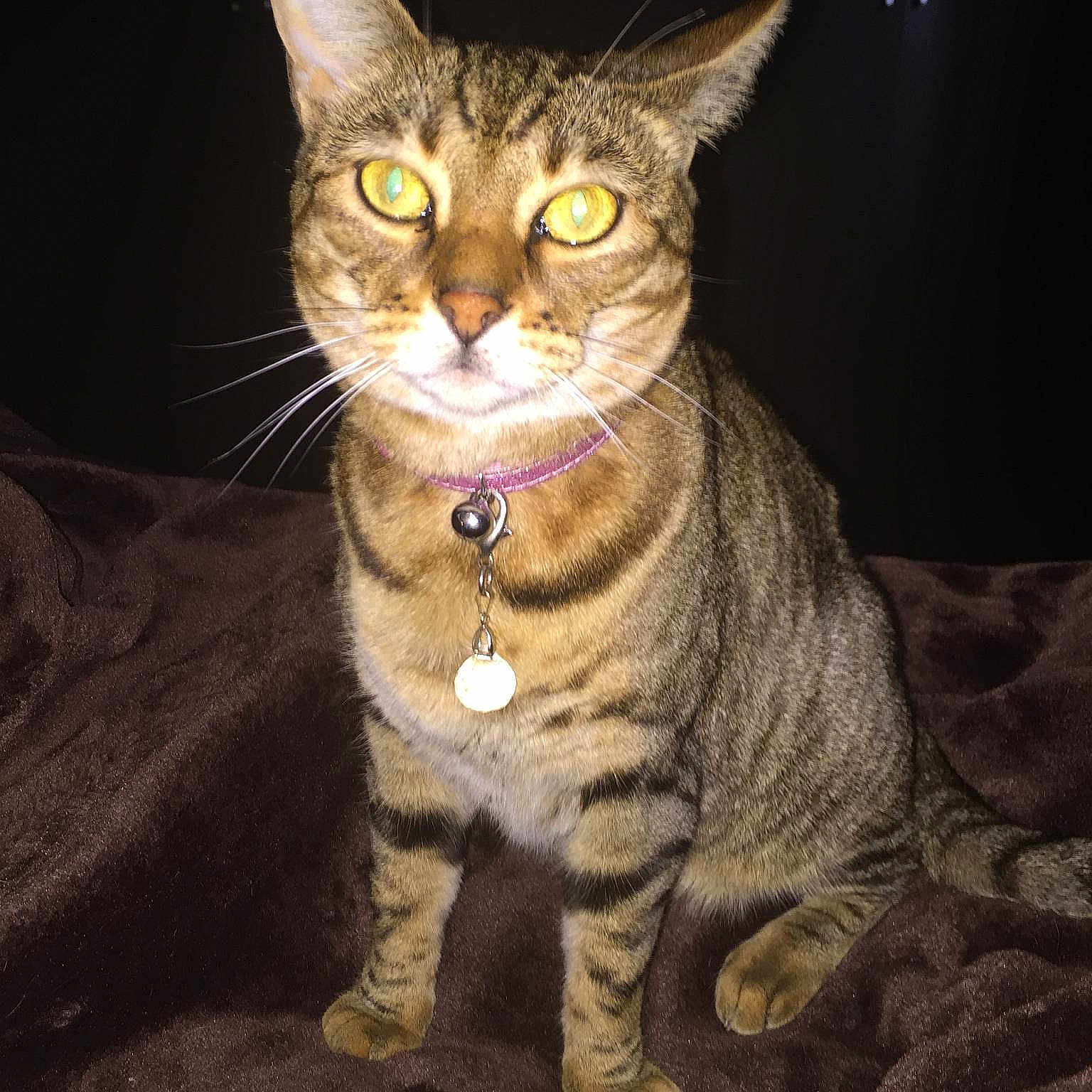 Toffee