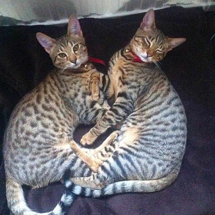 Thor And Odin