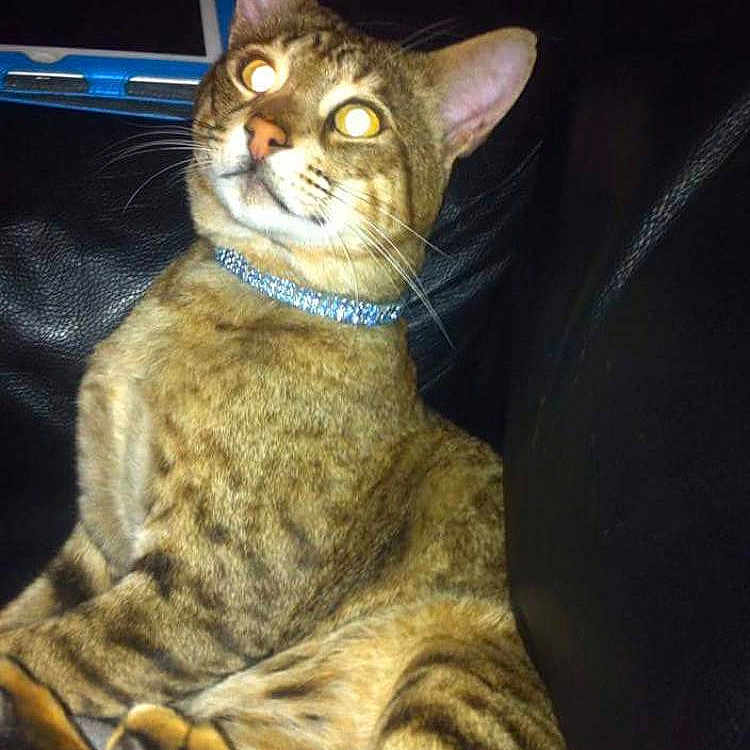 Simba