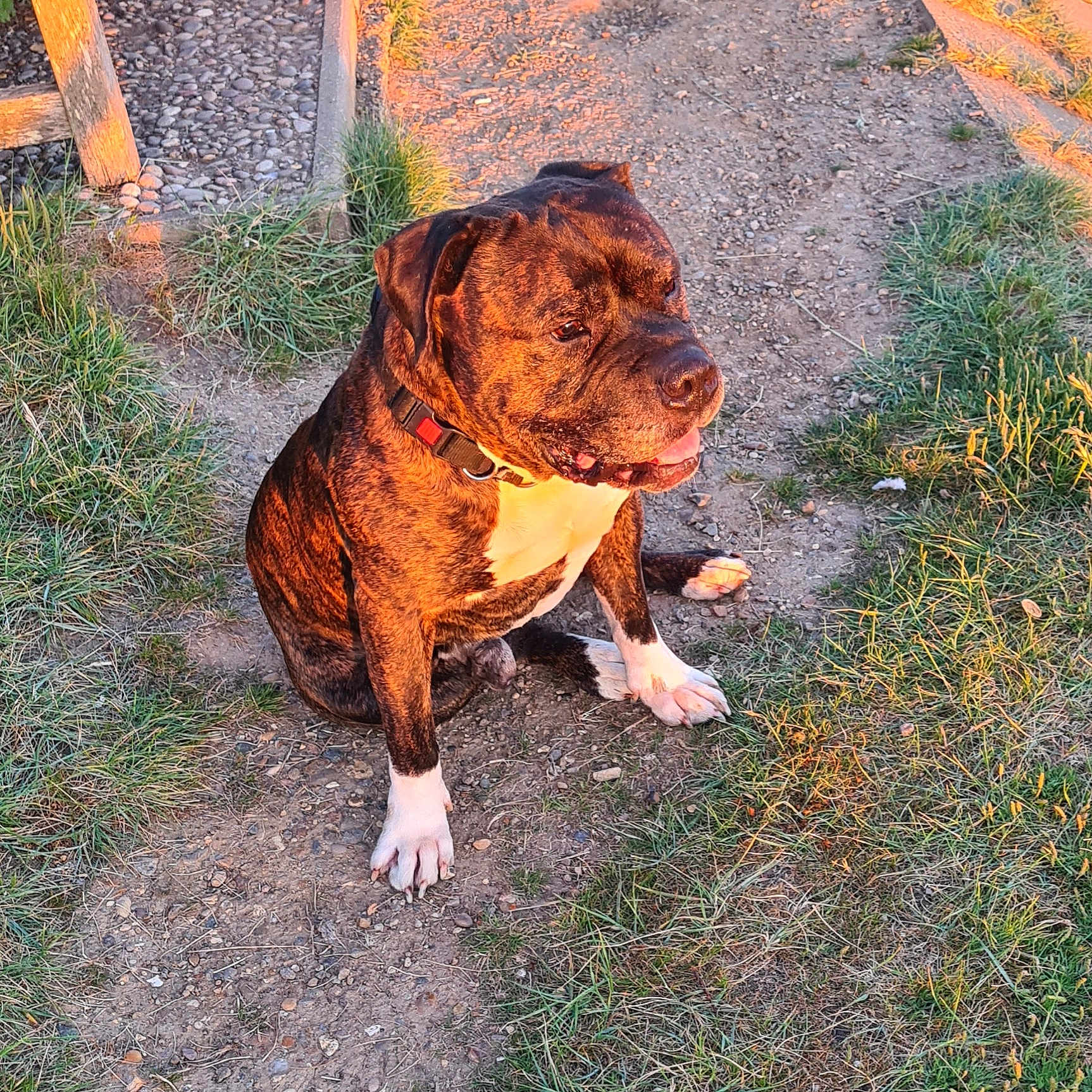 Beastie joined the competition — help win amazing prizes! animal, brindle, canine, collar, daylight, dog, ears, fur, grass, gravel_path, mammal, nature, nose, outdoor, paw, pet, resting, sitting, sunlight, white_paws