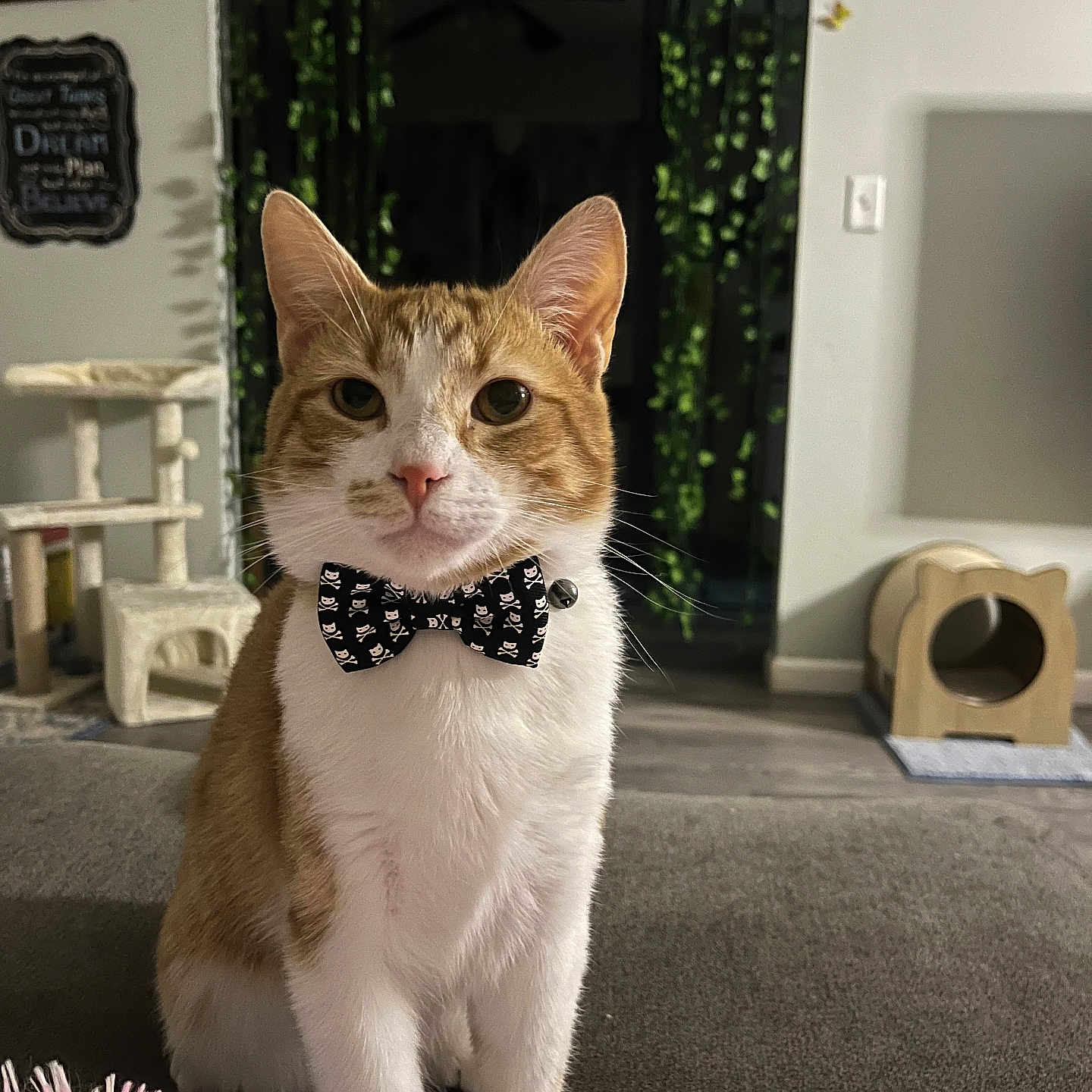 Bengal Brown joined the competition — help win amazing prizes! animal, bow_tie, cat, cat_furniture, couch, curtains, cute, decor, domestic_cat, feline, floor, indoor, orange_and_white_cat, pet, pink_toy, plant, portrait, sitting, toy, whiskers