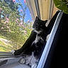 cat, tuxedo_cat, black_and_white, pet, feline, long_hair, whiskers, green_eyes, sitting, lounging, window, windowsill, indoor, outdoor, garden, flowers, pink_flowers, greenery, sunlight, curtain