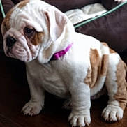 Pudgie joined the competition — help win amazing prizes! animal, bulldog, close_up, cute, dog, dog_bed, ears, floor, grumpy_expression, indoor, living_room, paws, pet, pink_collar, portrait, puppy, sitting, white_and_brown, wood_floor, wrinkles