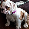 animal, bulldog, close_up, cute, dog, dog_bed, ears, floor, grumpy_expression, indoor, living_room, paws, pet, pink_collar, portrait, puppy, sitting, white_and_brown, wood_floor, wrinkles