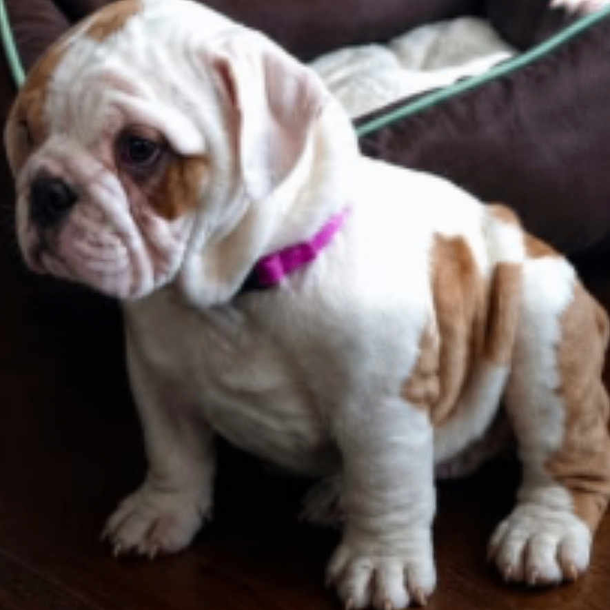 Pudgie