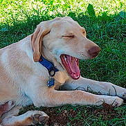 Timmy joined the competition — help win amazing prizes! dog, light_brown, collar, outdoor, grass, dirt, lying_down, yawning, pet, animal, canine, tongue, mouth_open, ears, paw, nature, daylight, relaxed, sleepy, fur