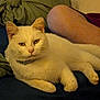 alert_ears, animal, blue_surface, cat, close_up, companion, cozy, domestic_animal, feline, fur, hand, indoor, looking_at_camera, lying_down, person_leg, pet, relaxed, resting, soft_fur, white_cat