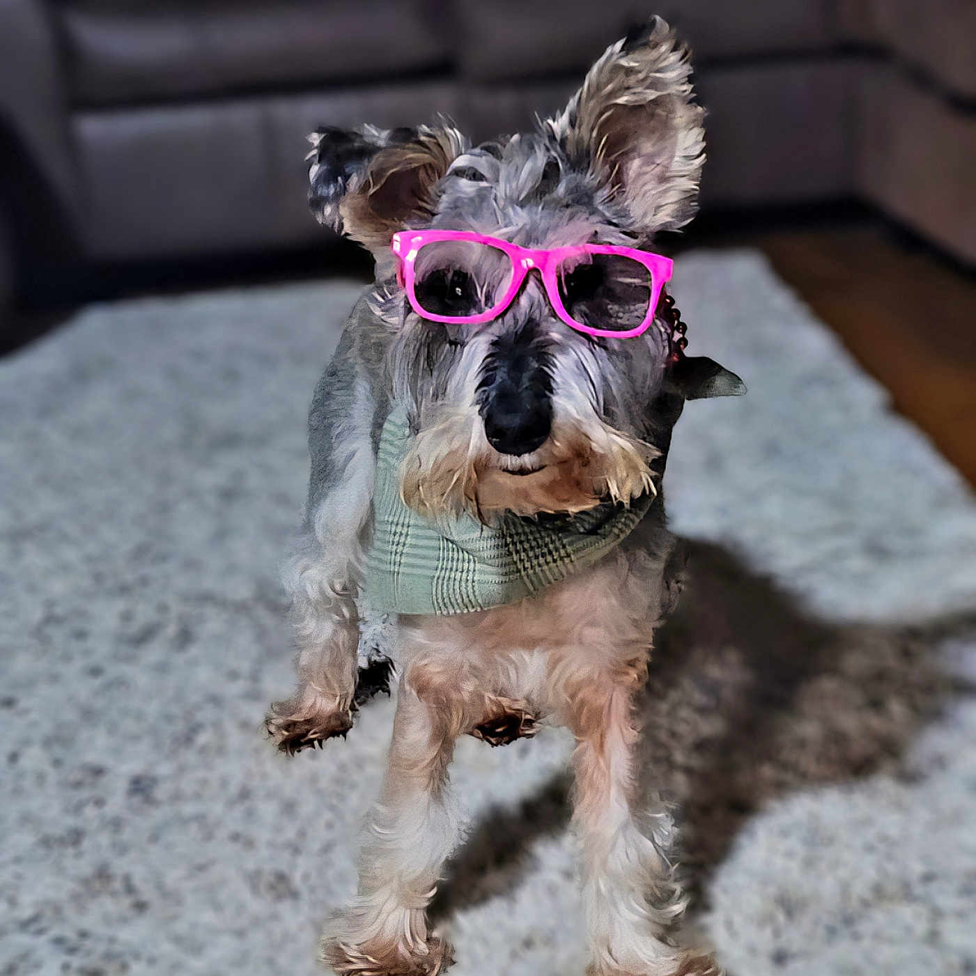 Winston joined the competition — help win amazing prizes! dog, pet, glasses, pink_sunglasses, scarf, carpet, living_room, furniture, brown_sofa, floor, cute, animal, indoor, portrait, small_dog, fur, ears, fashion, accessory, stylish
