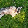 Winston is registered to the contest to win money with this photo: dog, grass, outdoor, playful, pet, greenery, canine, happy, nature, summer, animal, fur, tongue, relaxing, sunlight, paw, stick, lawn, cute, joyful