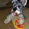 Winston is registered to the contest to win money with this photo: dog, schnauzer, pet, animal, carpet, toy, plush_toy, pizza_toy, playful, tongue_out, indoor, fur, ears, cute, pet_toy, brown_carpet, gray_dog, happy, paw, resting