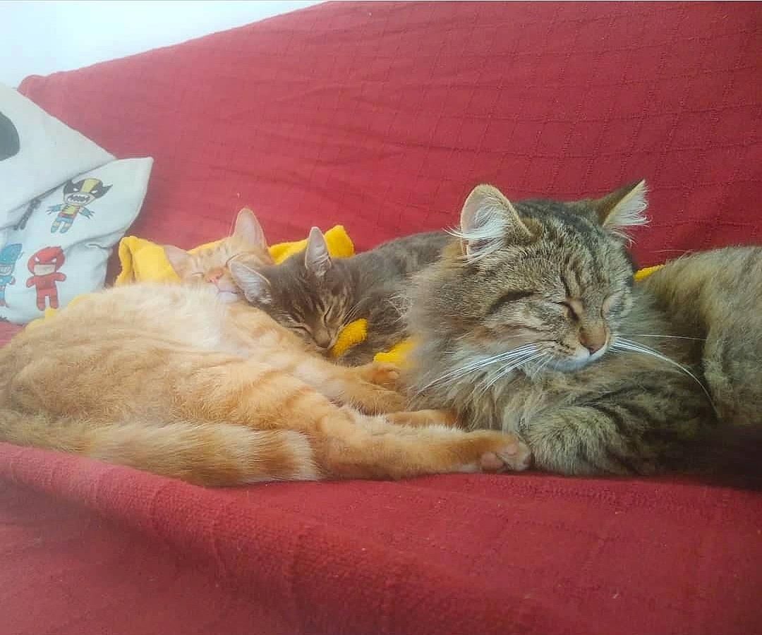 Dagobah participe au concours pour gagner de l'argent avec cette photo : asian, australian_mist, bed, california_spangled, carnivore, cat, domestic_long_haired_cat, domestic_short_haired_cat, dragon_li, european_shorthair, fawn, felidae, kitten, kurilian_bobtail, mammal, nap, pixie_bob, small_to_medium_sized_cats, tabby_cat, whiskers