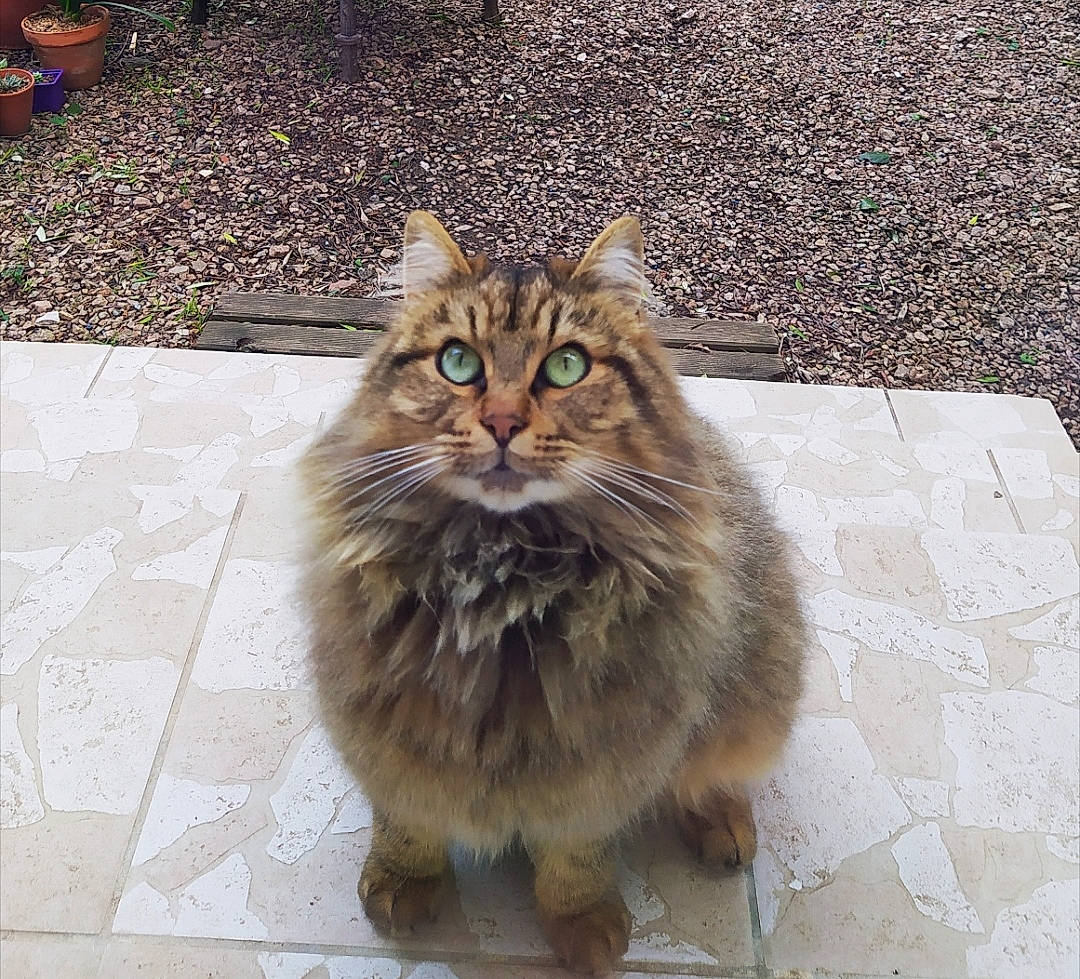 Dagobah a rejoint le concours — aidez-le/la à gagner de superbes lots ! asian_semi_longhair, british_semi_longhair, carnivore, cat, cymric, domestic_long_haired_cat, fawn, felidae, fur, mammal, norwegian_forest_cat, persian, ragamuffin, siberian, small_to_medium_sized_cats, somali, tabby_cat, vertebrate, whiskers, wild_cat