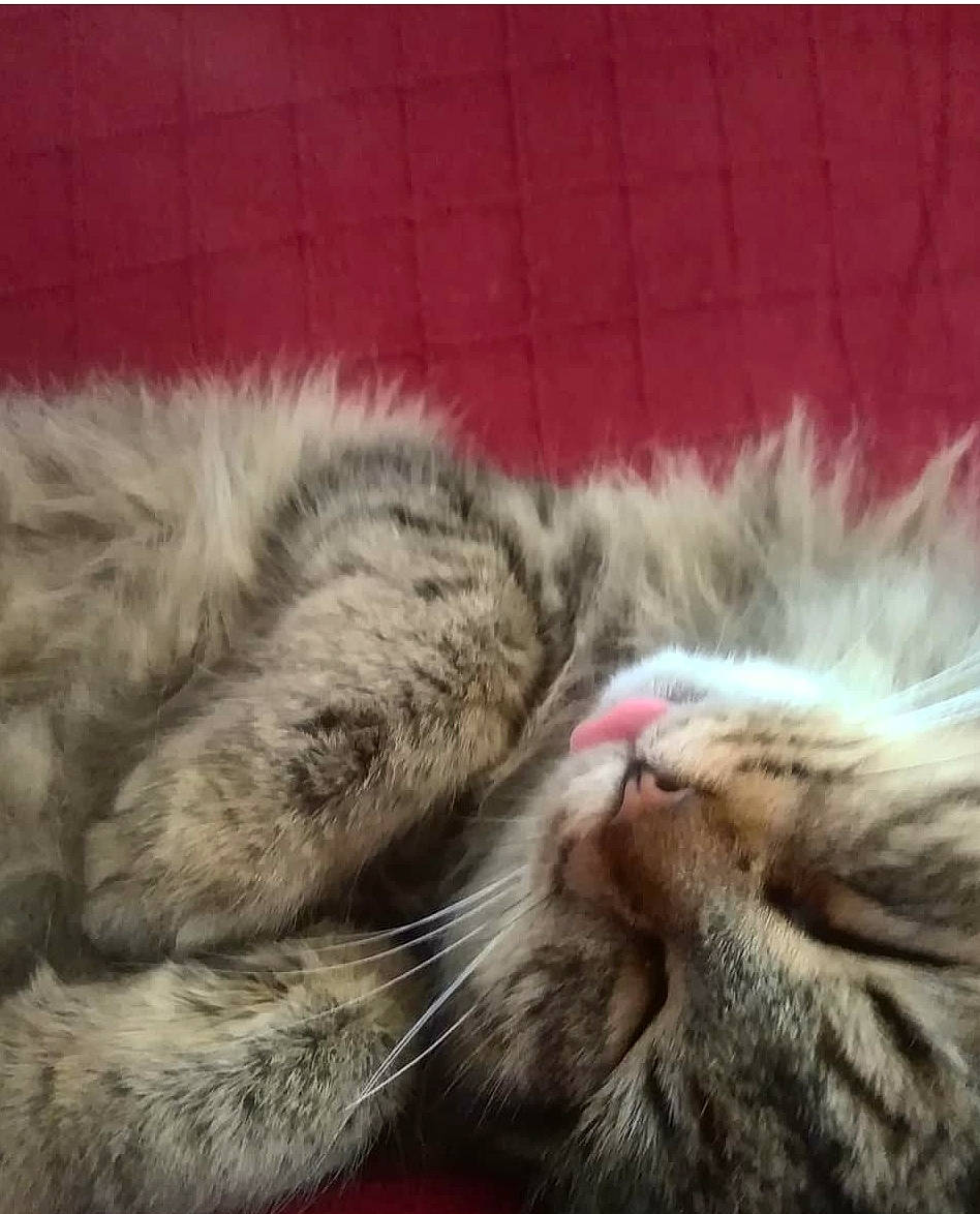 Dagobah a rejoint le concours — aidez-le/la à gagner de superbes lots ! british_semi_longhair, carnivore, cat, claw, european_shorthair, felidae, fur, kitten, nap, nose, paw, pixie_bob, polydactyl_cat, siberian, sky, sleep, small_to_medium_sized_cats, snout, tabby_cat, whiskers