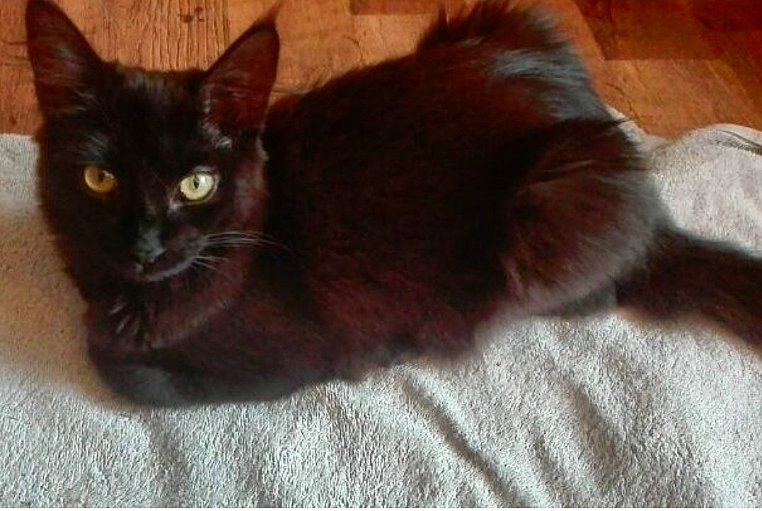 Tatooine a rejoint le concours — aidez-le/la à gagner de superbes lots ! asian, black_cat, bombay, burmese, carnivore, cat, felidae, german_rex, havana_brown, javanese, kitten, maine_coon, mammal, oriental_longhair, small_to_medium_sized_cats, tail, turkish_angora, vertebrate, whiskers