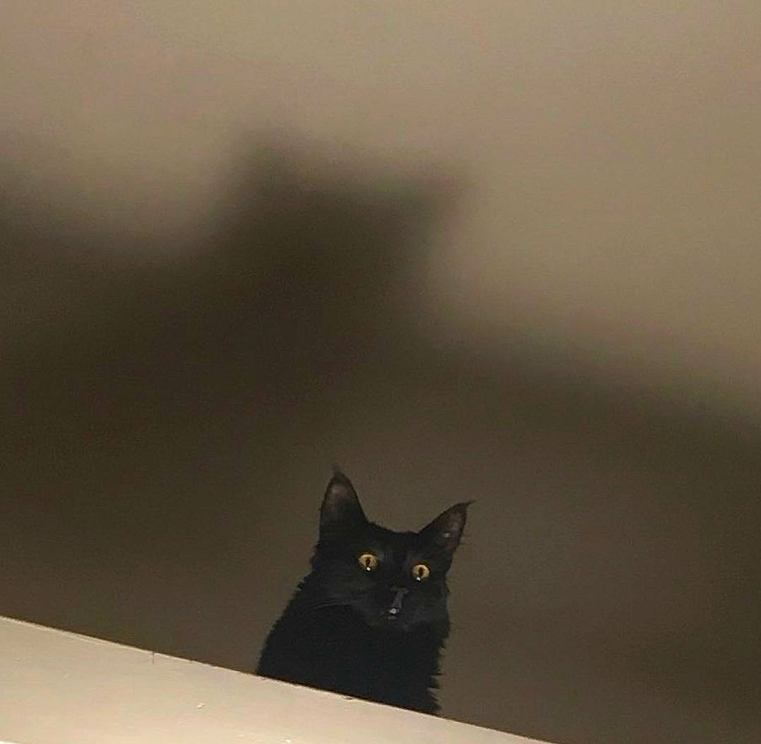 Tatooine participe au concours pour gagner de l'argent avec cette photo : asian, black_cat, bombay, carnivore, cat, domestic_short_haired_cat, eye, felidae, sky, small_to_medium_sized_cats, whiskers