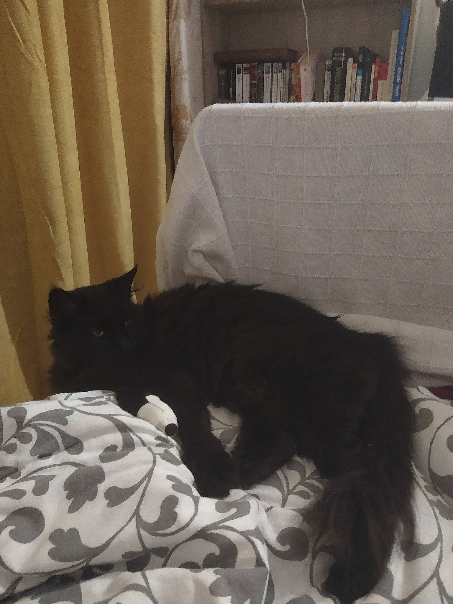 Tatooine a rejoint le concours — aidez-le/la à gagner de superbes lots ! bed, bed_sheet, black, black_cat, carnivore, cat, comfort, felidae, fur, furniture, kitten, linens, mattress, room, small_to_medium_sized_cats, tail, whiskers