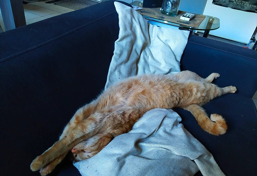 Naboo a rejoint le concours — aidez-le/la à gagner de superbes lots ! carnivore, cat, claw, european_shorthair, fawn, felidae, fur, nap, paw, small_to_medium_sized_cats, tail