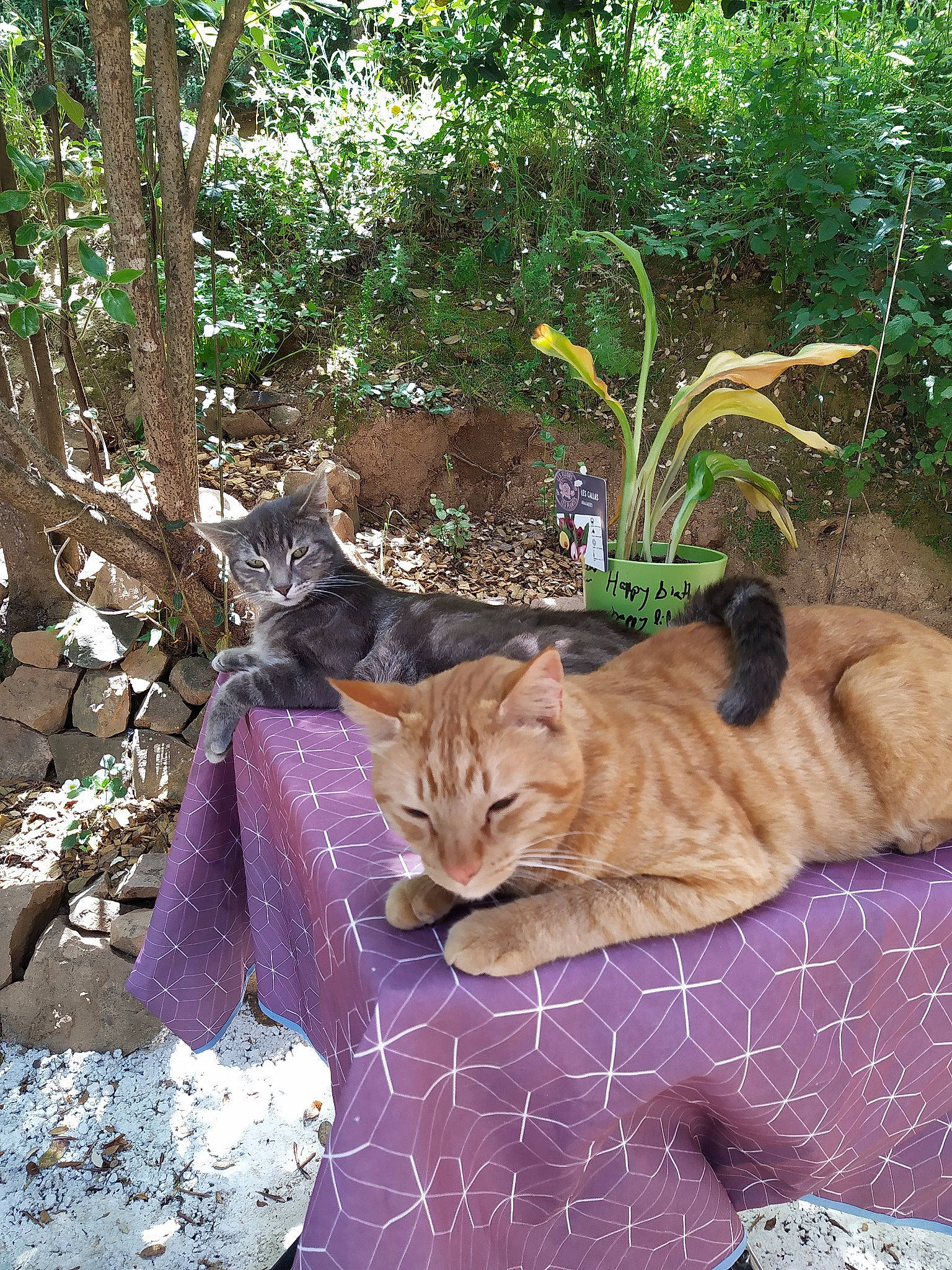 Naboo participe au concours pour gagner de l'argent avec cette photo : aegean_cat, carnivore, cat, domestic_short_haired_cat, european_shorthair, fawn, felidae, flower, german_rex, grass, kitten, organism, plant, polydactyl_cat, small_to_medium_sized_cats, tabby_cat, tail, tree, whiskers, wild_cat