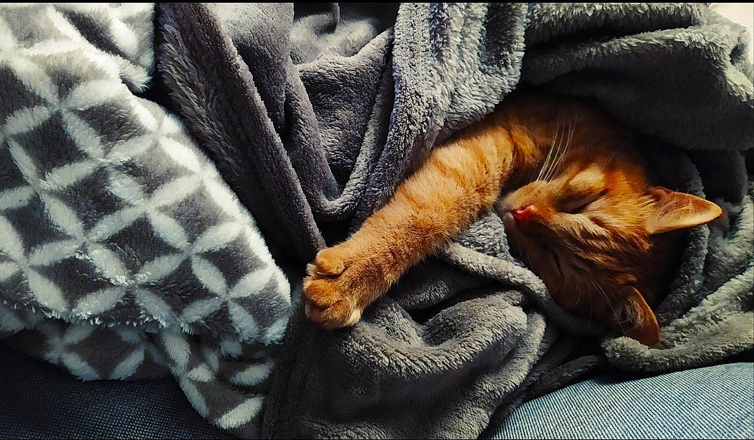 Naboo a rejoint le concours — aidez-le/la à gagner de superbes lots ! asian, carnivore, cat, claw, comfort, domestic_short_haired_cat, dragon_li, european_shorthair, fawn, felidae, fur, kitten, nap, paw, pixie_bob, sleep, small_to_medium_sized_cats, tabby_cat, tail, whiskers