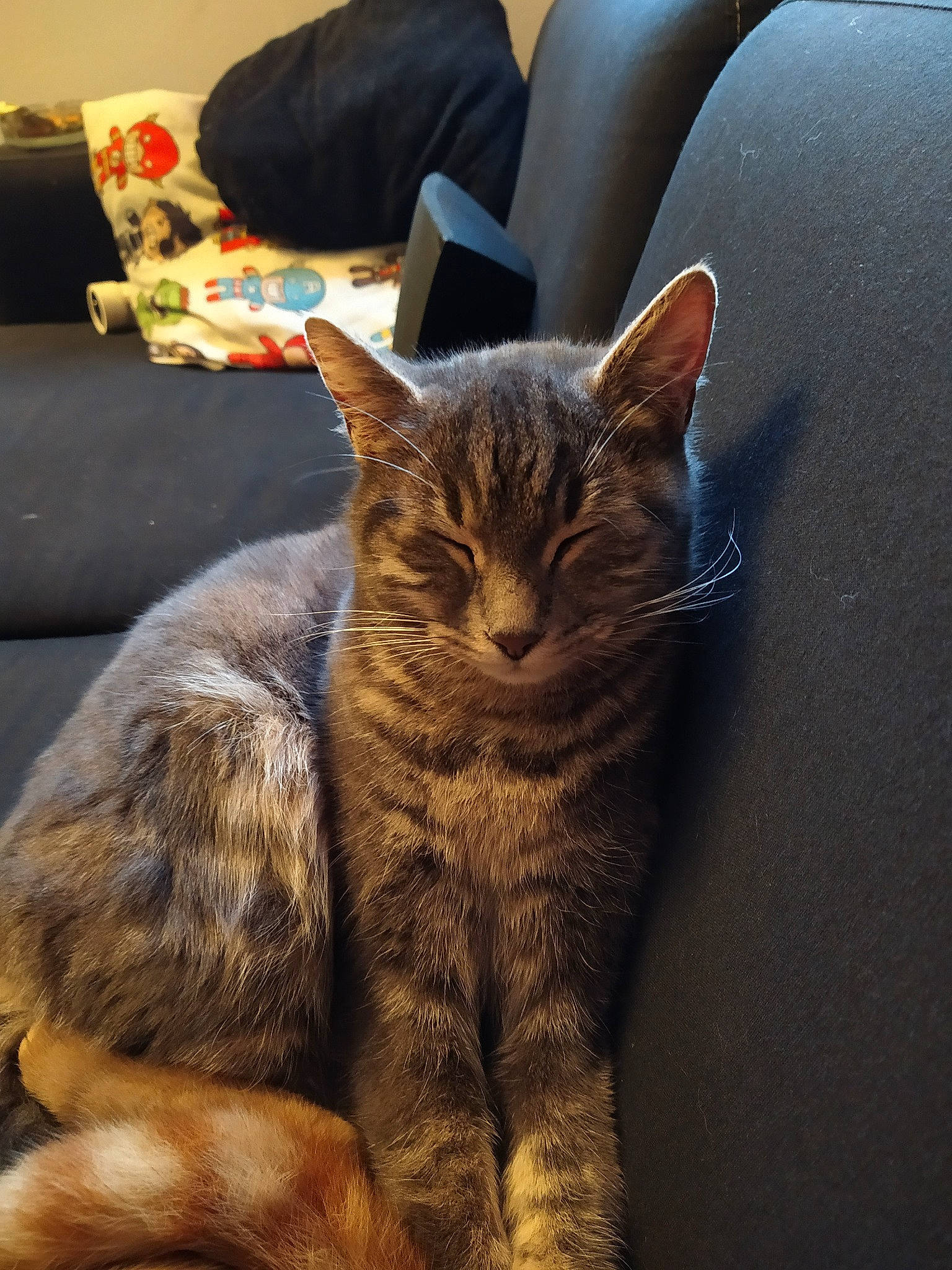 Kashyyyk participe au concours pour gagner de l'argent avec cette photo : american_shorthair, asian, california_spangled, carnivore, cat, claw, domestic_short_haired_cat, dragon_li, ear, european_shorthair, felidae, fur, german_rex, kitten, mammal, sitting, small_to_medium_sized_cats, snout, tabby_cat, whiskers