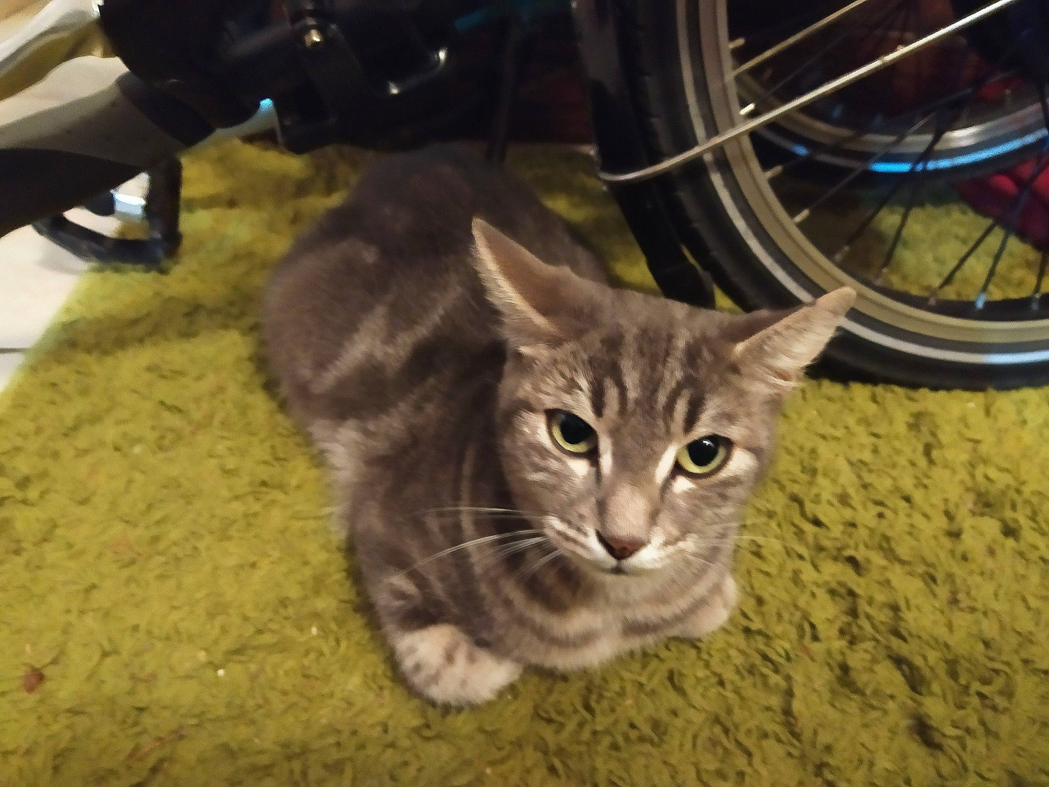 Kashyyyk participe au concours pour gagner de l'argent avec cette photo : american_shorthair, asian, bengal, bicycle_wheel, carnivore, cat, domestic_short_haired_cat, dragon_li, european_shorthair, eye, fawn, felidae, fur, kitten, mammal, small_to_medium_sized_cats, snout, spoke, tabby_cat, whiskers