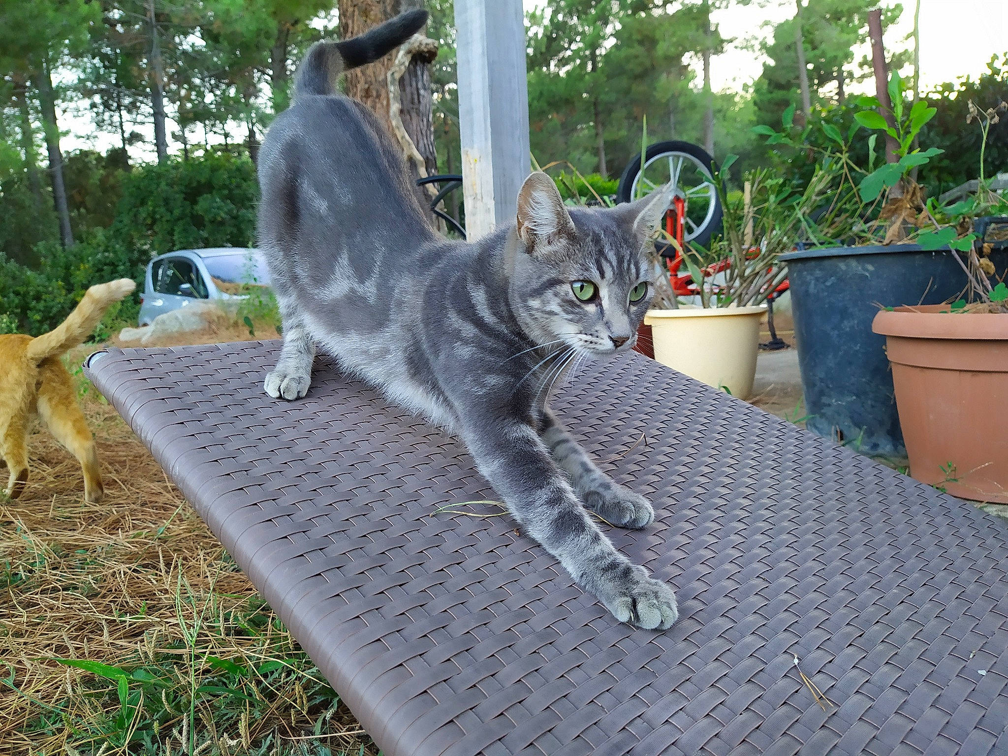 Kashyyyk a rejoint le concours — aidez-le/la à gagner de superbes lots ! aegean_cat, asian, british_shorthair, carnivore, cat, chartreux, domestic_short_haired_cat, european_shorthair, felidae, plant, polydactyl_cat, russian_blue, small_to_medium_sized_cats, tabby_cat, tail, tree, whiskers, wild_cat