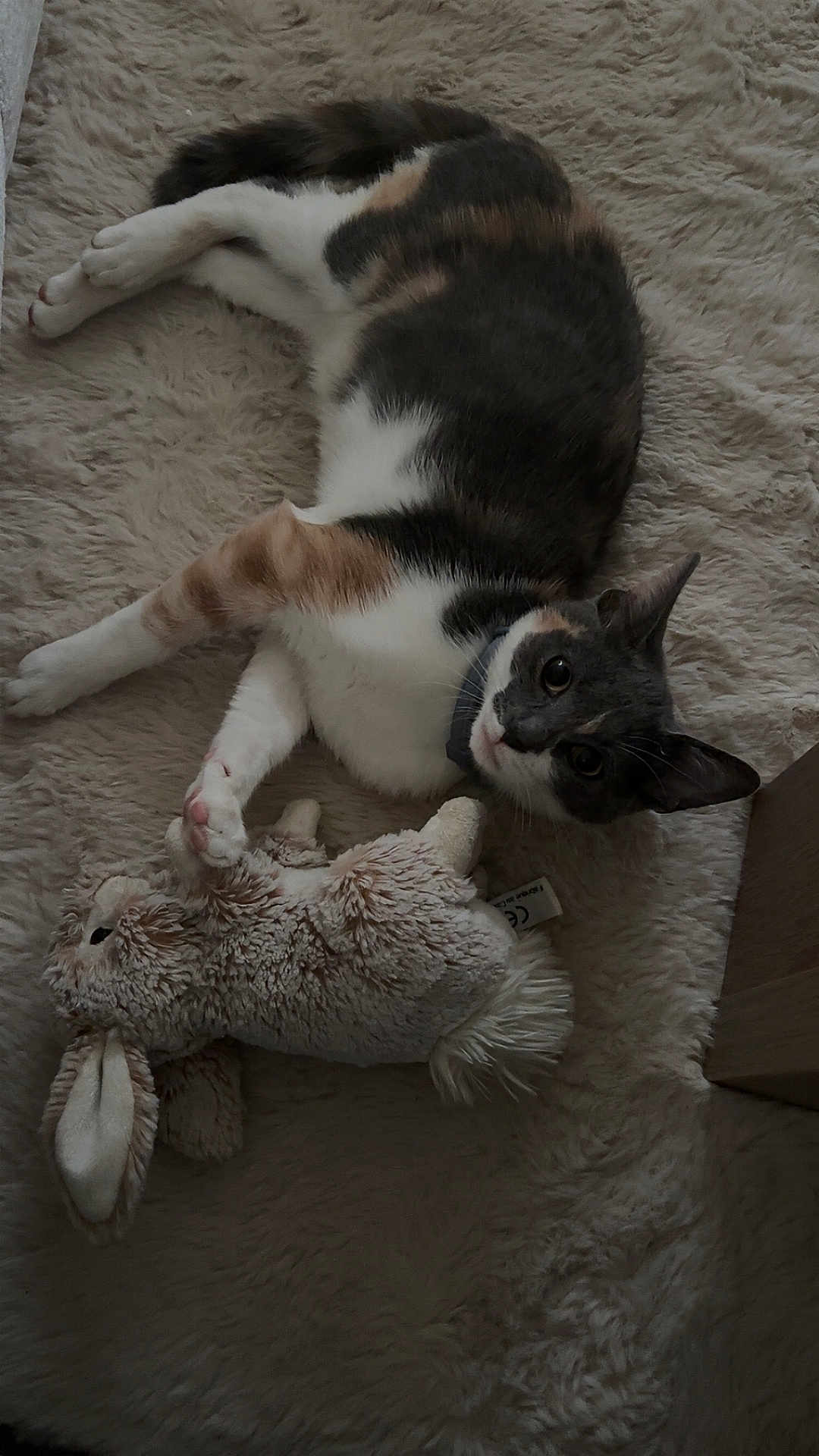 Tornade a rejoint le concours — aidez-le/la à gagner de superbes lots ! cat, calico_cat, plush_toy, bunny, fluffy_rug, indoor, pet, relaxed, laying_down, fur, whiskers, collar, cute, animal, soft_texture, domestic_cat, toy, sleepy, cozy, comfort