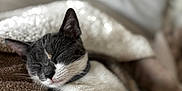 Tornade participe au concours pour gagner de l'argent avec cette photo : cat, sleeping, cozy, blanket, pillow, indoor, pet, fur, relaxed, cute, whiskers, animal, nap, domestic, feline, soft, resting, closeup, comfort, collar