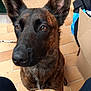 dog, brown_dog, large_ears, indoor, tiled_floor, cardboard_box, bag, pet, animal, looking_up, sitting, close_up, floor, domestic, canine, ears, fur, legs, household, curious