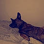 dog, bed, blanket, indoor, resting, sleepy, canine, furry, pet, animal, muzzle, paw, fur, relaxed, quiet, comfort, side_view, domestic, brown, quiet_moment