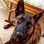 dog, brindle_coat, pet, animal, outdoor, patio, furniture, wicker, cushion, floor, tile, canine, looking_up, ears_up, brown_eyes, resting, domestic_animal, companion, curious, relaxed