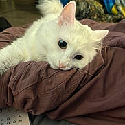 Schiesse joined the competition — help win amazing prizes! animal, blanket, cat, cozy, curious, cute, domestic, ears, face, fur, fur_texture, home, indoors, lying_down, pet, relaxing, resting, soft, whiskers, white_cat