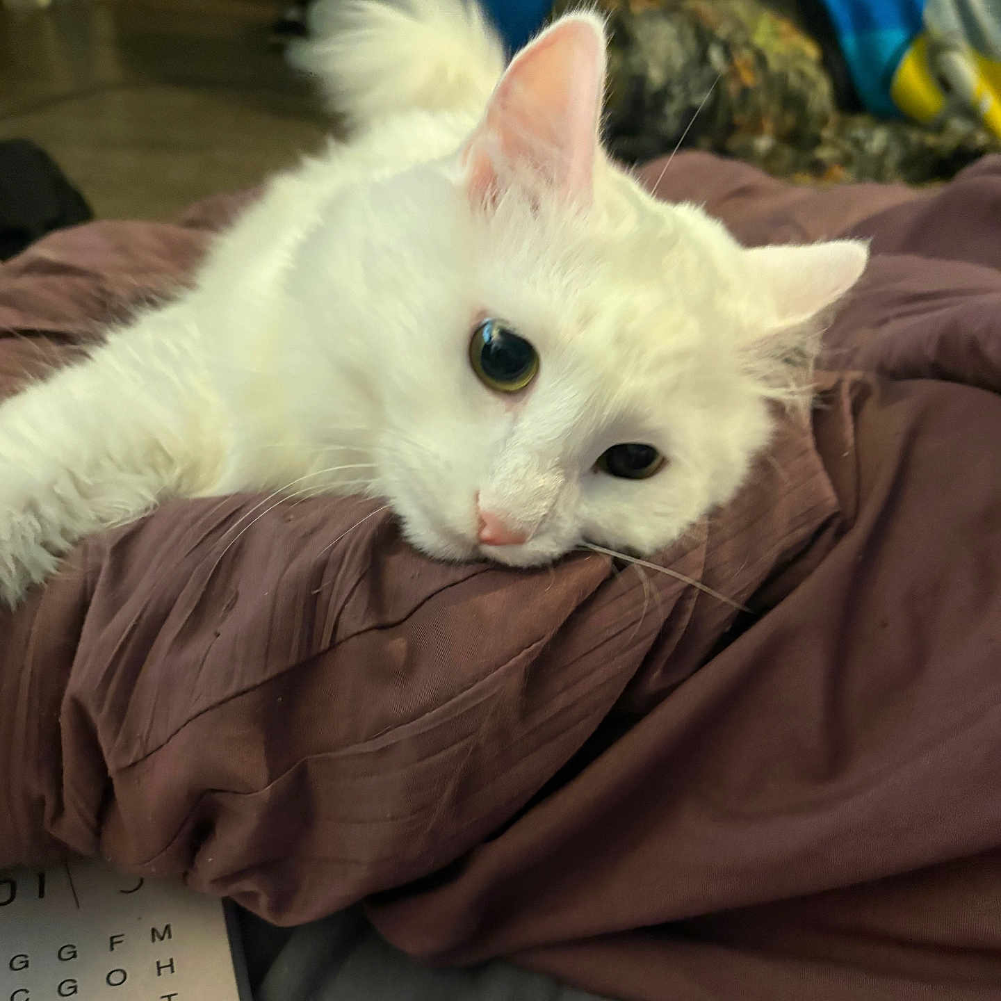 Schiesse joined the competition — help win amazing prizes! animal, blanket, cat, cozy, curious, cute, domestic, ears, face, fur, fur_texture, home, indoors, lying_down, pet, relaxing, resting, soft, whiskers, white_cat