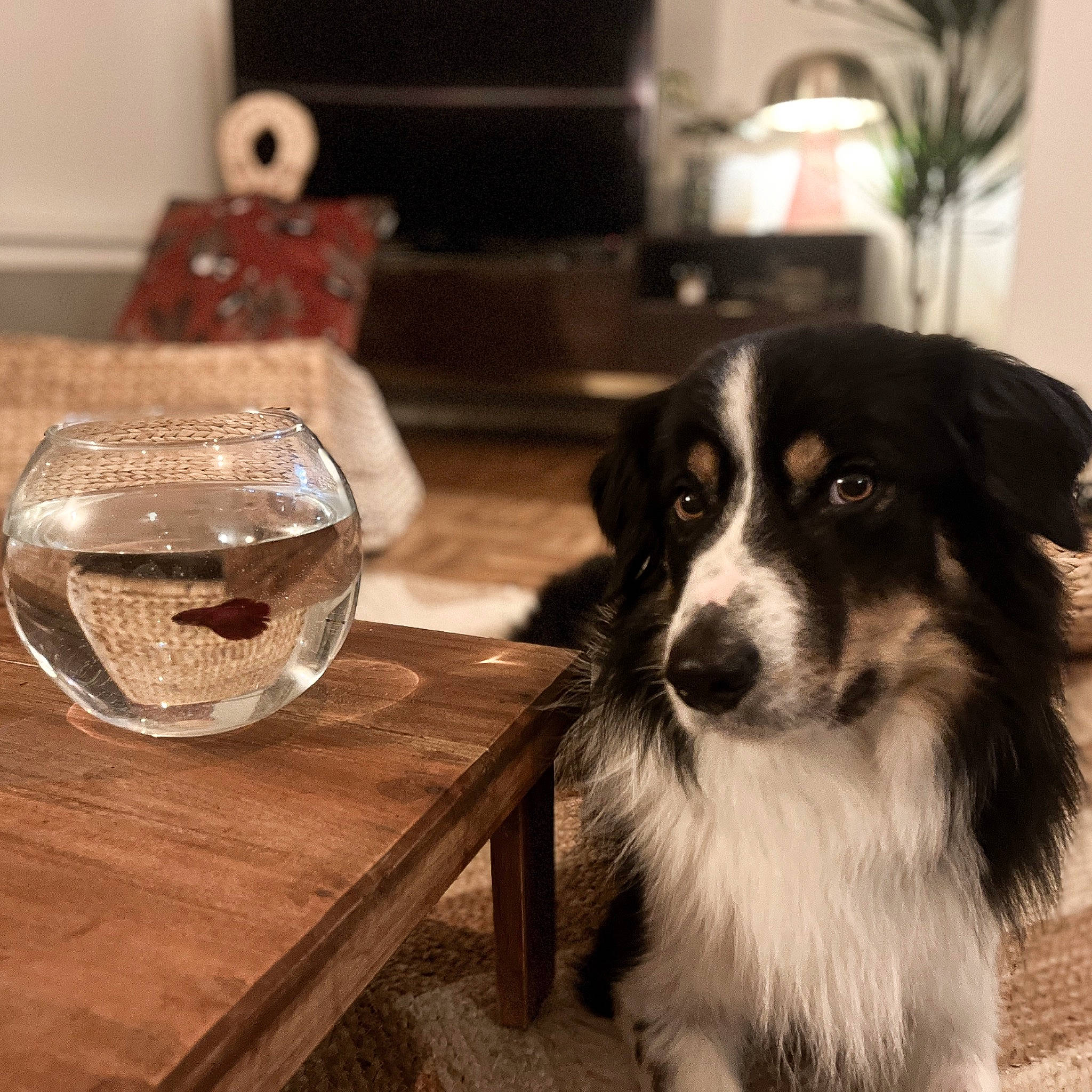 Pepsi a rejoint le concours — aidez-le/la à gagner de superbes lots ! border_collie, carnivore, companion_dog, cup, dog, dog_breed, drinkware, event, fur, gun_dog, herding_dog, houseplant, plant, serveware, snout, sporting_group, table, tableware, whiskers, wood