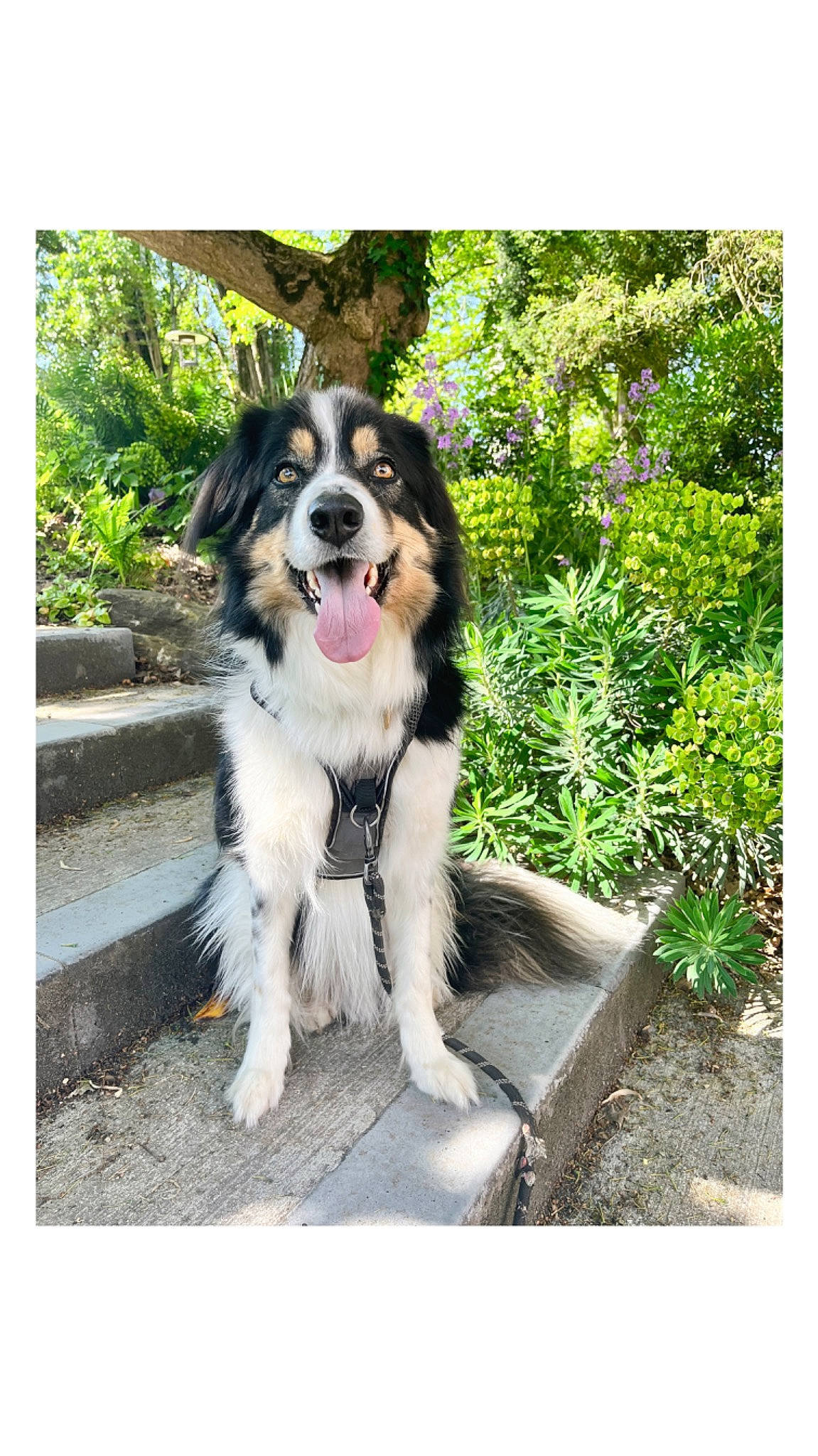 Pepsi participe au concours pour gagner de l'argent avec cette photo : art, border_collie, canidae, carnivore, companion_dog, dog, dog_breed, door, grass, herding_dog, plant, rectangle, sporting_group, tree, working_animal, working_dog