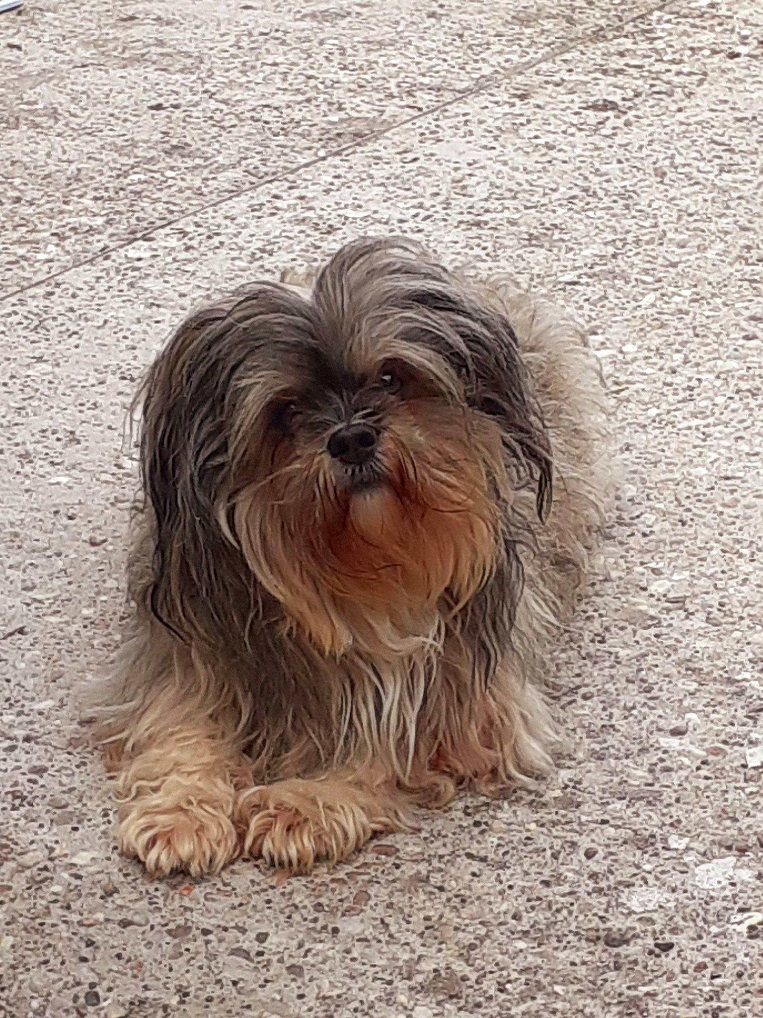 Jess participe au concours pour gagner de l'argent avec cette photo : canidae, carnivore, companion_dog, dog, dog_breed, fur, liver, maltepoo, non_sporting_group, shih_tzu, small_terrier, snout, soil, sporting_group, terrestrial_animal, terrier, toy_dog, water_dog, wood, working_animal