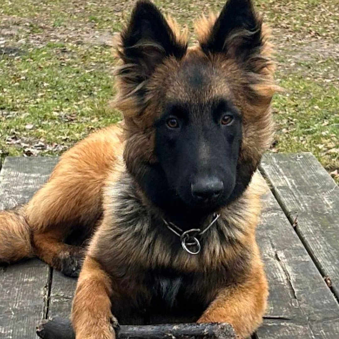 Milo participe au concours pour gagner de l'argent avec cette photo : animal, architecture, bench, building, canine, deck, dog, furniture, germanshepherd, grass, house, housing, pet, plant, policedog, porch, puppy, snout, tree, wood